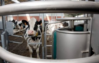 Bescheiden groei melkproductie houdt markt in balans