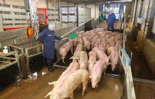 Gekelderde varkensprijzen Verenigde Staten in nadeel Europa