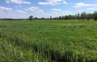 LTO Noord: 'Provincie Noord-Holland eist regie platteland op'