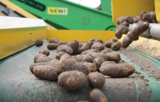 Opwaartse trend aardappelmarkt houdt aan