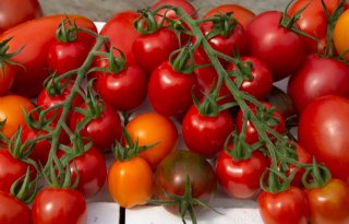 Onderzoek naar schending mensenrechten Italiaanse tomatenketen