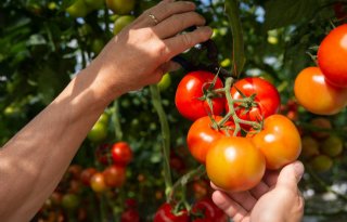 Opnieuw tijdelijke vrijstelling Verimark voor tomaten