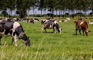 VKON ondersteunt melkveehouders in kringlooplandbouwproject