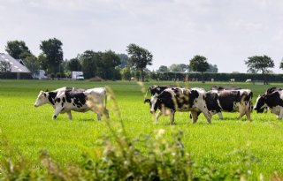 Stimuland: 'Boeren in Steenwijkerland gecompliceerd'