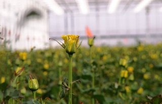 Verenigd Koninkrijk verscherpt eisen rozenproducten