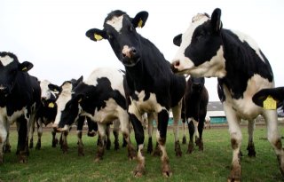 Europarlementariërs vragen hulp voor kalfsvleessector