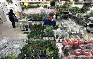 NVWA voert nieuwe eisen in voor EU-handel planten voor opplant