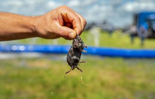 Duits Nedersaksen getroffen door muizenplaag