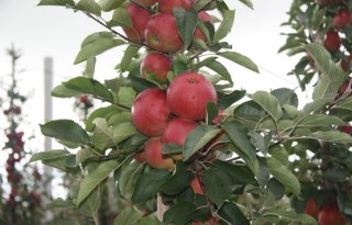 Fruittelers verwachten een bescheiden appeloogst