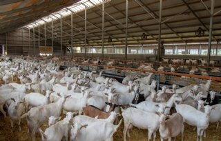Drenthe werkt aan algehele geitenstop