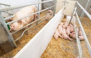 Agroscoop: groei en saldo bio-varkenshouder verbeterd