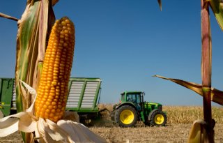 Einde aan hoge maisprijs nog niet in zicht