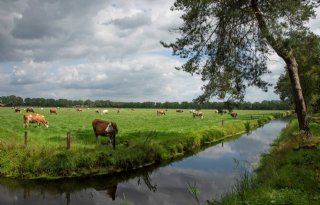 Rechtbank vernietigt natuurvergunningen provincie Overijssel