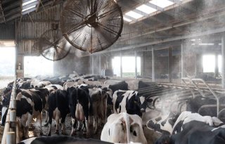 Ventilatoren inzetten tegen hittestress koeien