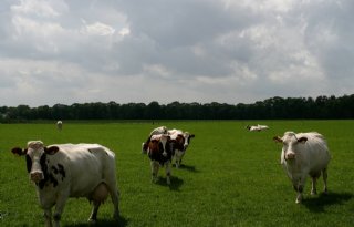 Boeren+kunnen+bijdragen+aan+vernatting+Maashorst