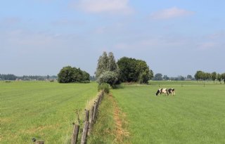 Stikstofruimte Utrechtse boeren 'in beeld' voor legalisatie Schiphol