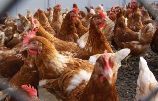Laatste toezichtsgebied vogelgriep in Nederland ingetrokken