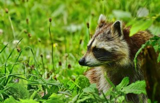 Zoogdiervereniging gaat wasberen vangen in Limburg