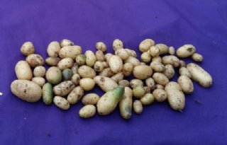 Meer kennis levert betere aardappelrassen op