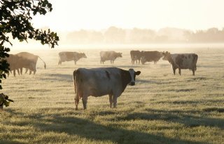 84 procent boeren laat koeien buiten lopen