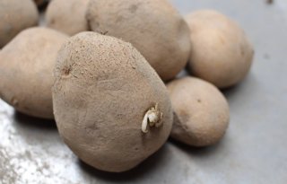 Aardappeltelers missen kennis over biologische middelen