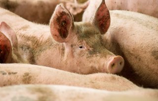 DLV Advies: 'Sanering varkenshouderij gaat over geur'