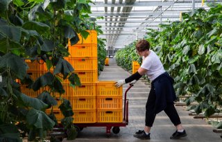 Glastuinbouw start strijd tegen arbeidstekort