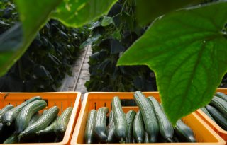 WUR: goede zomerteelt komkommers met lagere CO2-dosering