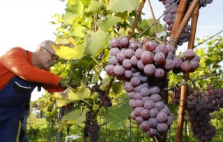 Belgische wijnproductie uitgekomen op recordniveau