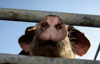 Afrikaanse varkenspest neemt snel toe in Balkanlanden