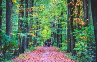 Provincie Groningen zoekt ruimte voor bos
