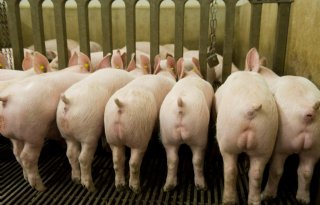 Kasper Bekker: 'Correctie vleesvarkensbedrijven op de schop'