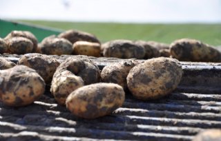 Noord-Hollandse aardappeloogst loopt meeste achter