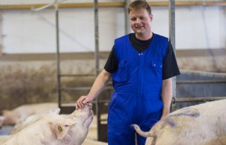 'PED rondrijden kost de varkenshouderij veel geld'