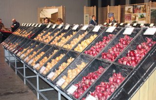 Nederland gatenvuller met perspectief op uienmarkt