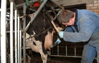 Regelmaat en reinheid houden koe gezond