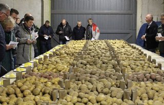 Succesvolle introductie robuuste aardappel