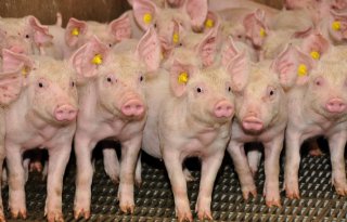 Axiom Genetics levert tienduizend fokvarkens aan China