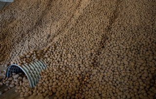 In aardappelbewaring lopen verliezen sterk uiteen