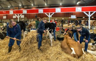 Holland Holstein sHow toont drie dochtergroepen