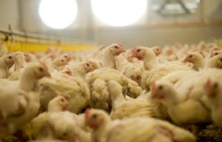 Fors minder vangletsels bij pluimvee uit Nederland