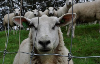 Groeivertraging door fotosensibiliteit bij schapen