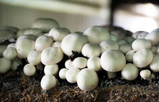Dutch Mushroom Center krijgt geld uit Innovatiefonds