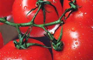 Een tomaat proeven zonder 'm kapot te maken