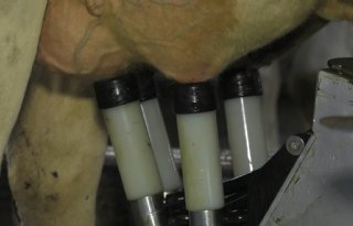 Onderzoeker UU: 'Melksysteem niet bepalend voor antibioticagebruik'