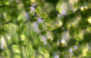 Veredeling kan fotosynthese bij planten verbeteren