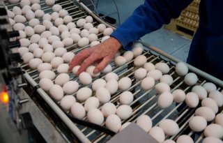 Schade eierkartel minimaal tussen de 21 en 92 miljoen euro
