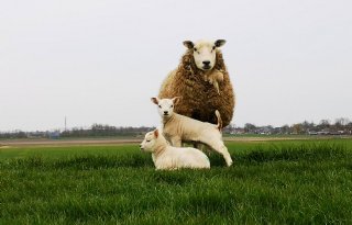 Wetterskip zoekt schapen voor begrazing dijken