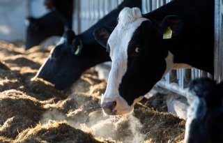 LTO-vakgroep Melkveehouderij wil geen dierrechtenstelsel