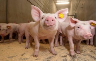 Nederlands kostprijsnadeel bij varkens wordt kleiner